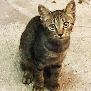 一人で生き抜いて来た子猫に温かいおうちを！