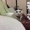 みけねこ0305