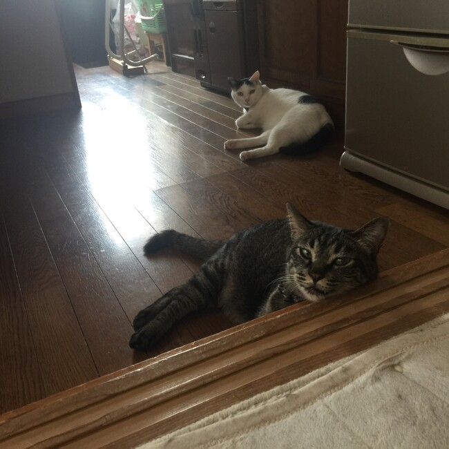 みけねこ0305のカバー写真