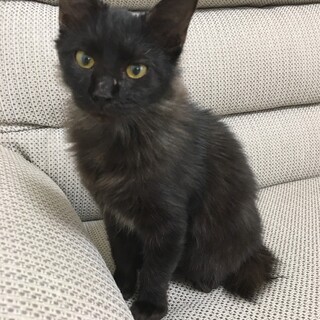 長毛ふわふわ★タクミ★超甘えん坊で鍵尻尾