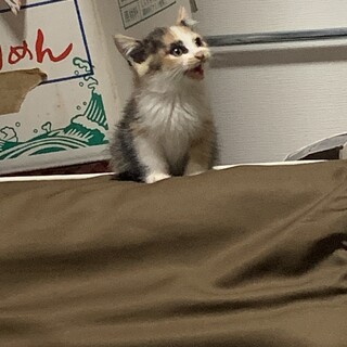 大至急里親を探しています