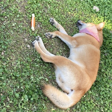 家のお庭で倒れるように寝てました。笑　　お外なのにだいぶ無防備だね。笑アスが気に入って眠るカ所だけグランドカバーがしおれてます。笑