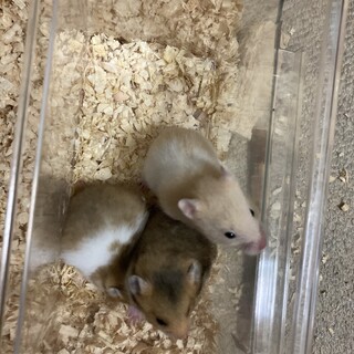 ゴールデンハムスター