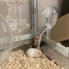 ゴールデンハムスター サムネイル3