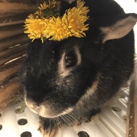 芽衣子