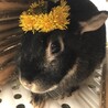 芽衣子