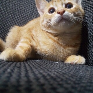 りんちゃん(保護ねこ名りんちゃん)