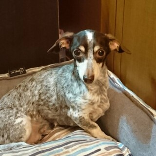 決まりました     ダックスちゃん