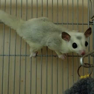 フクロモモンガ