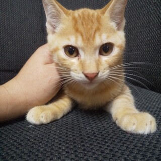 アビーくん(保護ねこ名あびくん)