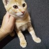 アビーくん(保護ねこ名あびくん) サムネイル2