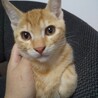 アビーくん(保護ねこ名あびくん) サムネイル3