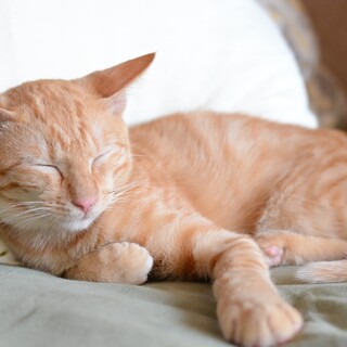 【募集停止】超おひざっ子♡『くり』