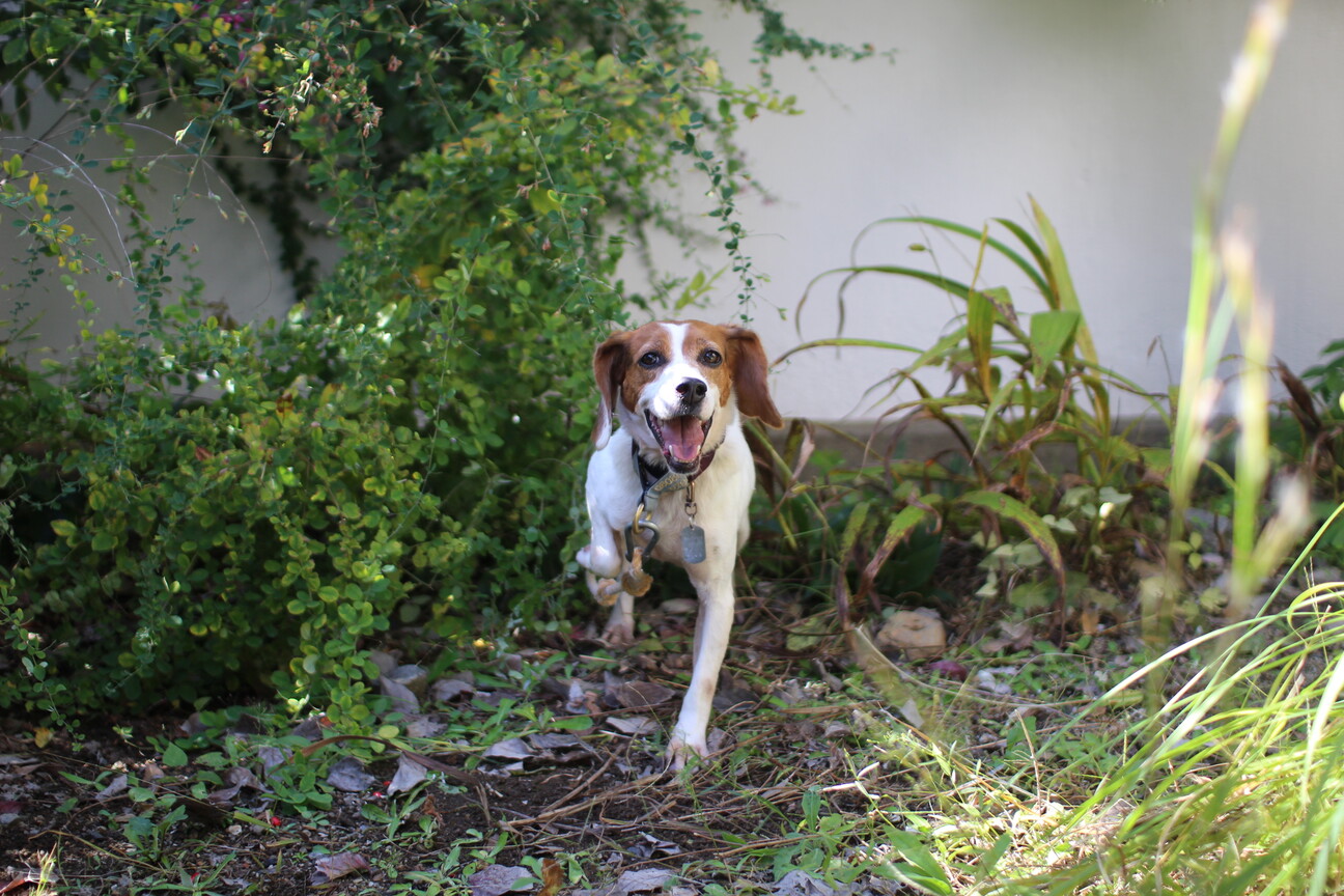 元気いっぱい 可愛いルナちゃん 京都府 犬の里親募集 ペットのおうち 月間利用者150万人