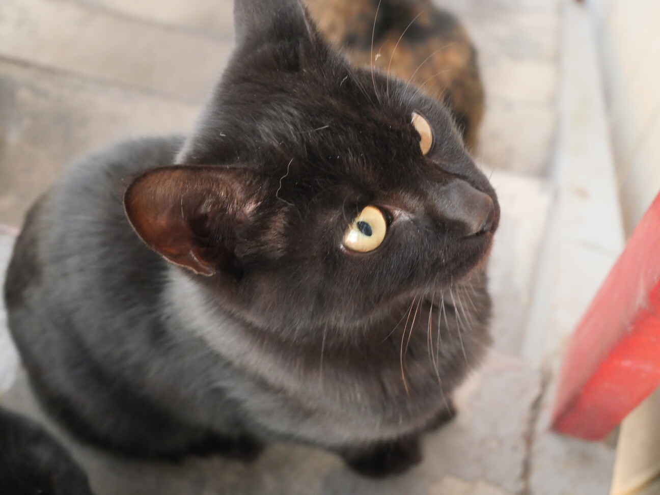 生後半年程度 黒猫 オス 福島県 猫の里親募集 ペットのおうち 月間利用者150万人