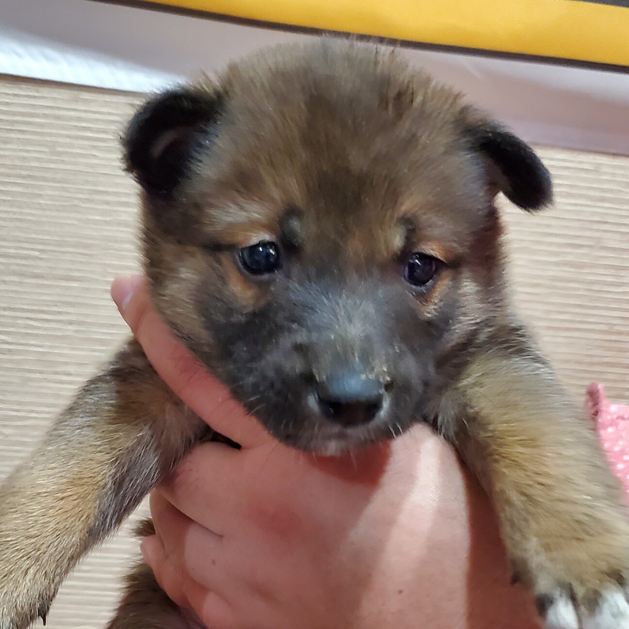 子犬ちゃんの家族を探しています 愛知県 犬の里親募集 ペットのおうち 月間利用者150万人