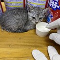 生後1ヶ月  多分メス