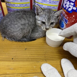生後1ヶ月  多分メス