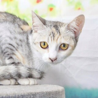 寧々ちゃん、4ヶ月の女の子です。