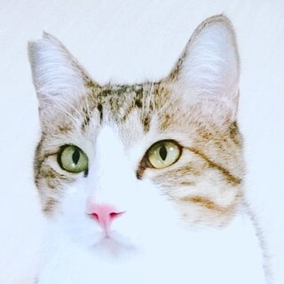 "かんがるーくん"4歳