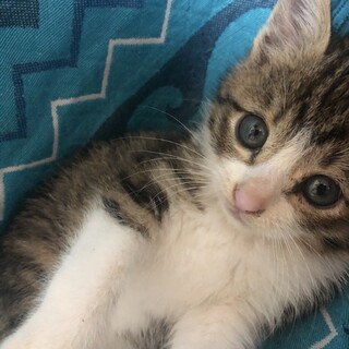 保護しました。