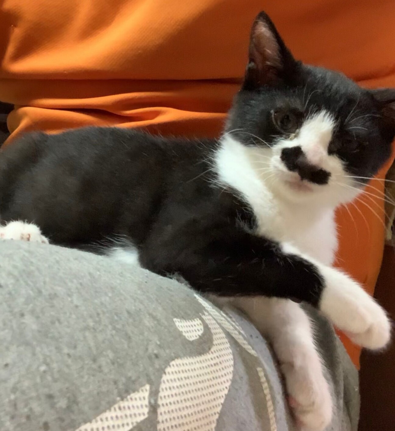 幸せをつかみたい女の子 東京都 猫の里親募集 ペットのおうち 月間利用者150万人