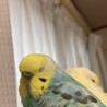 ながさと