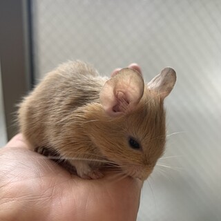 3匹のサンドカラーのデグー里親を探しています。