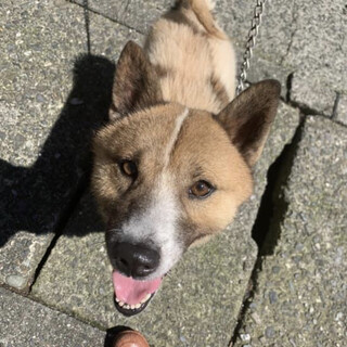 里親様決定しました！ありがとうございました！