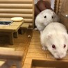 はなまるチャンネルさん