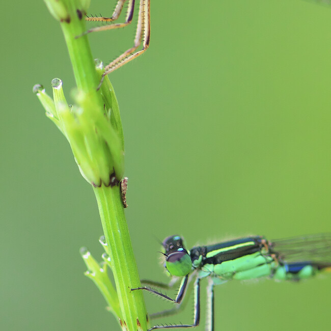 ぬるぽんのカバー写真