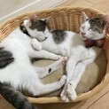 工場でいじめられていた子猫兄弟