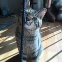 1歳 キジトラくん とても人懐こい細身の男の子です