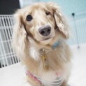 Mダックス 推定5歳位♀仮名☆月心（きこ）