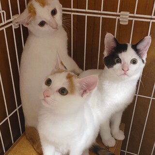 三兄妹‼️毛並みがフワフワで癒されます❣️男の子