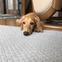 上目遣いをするダインくん