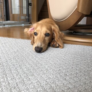 上目遣いをするダインくん