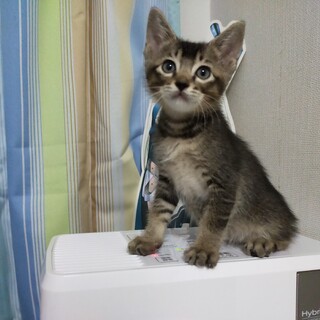 2ヶ月　キジトラ　 男の子 里親さん募集 立川