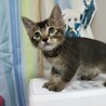 2ヶ月　キジトラ　 男の子 里親さん募集 立川 サムネイル3