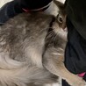 キリッと個性派ソマリ男の子 サムネイル5