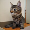 きじとら子猫☆リッツの家族募集中