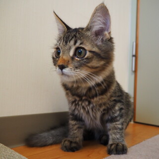 きじとら子猫☆リッツの家族募集中