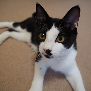 しろくろ子猫☆オレオの家族募集中