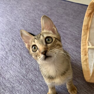 【小平市】お膝大好き！甘えん坊のオケちゃん