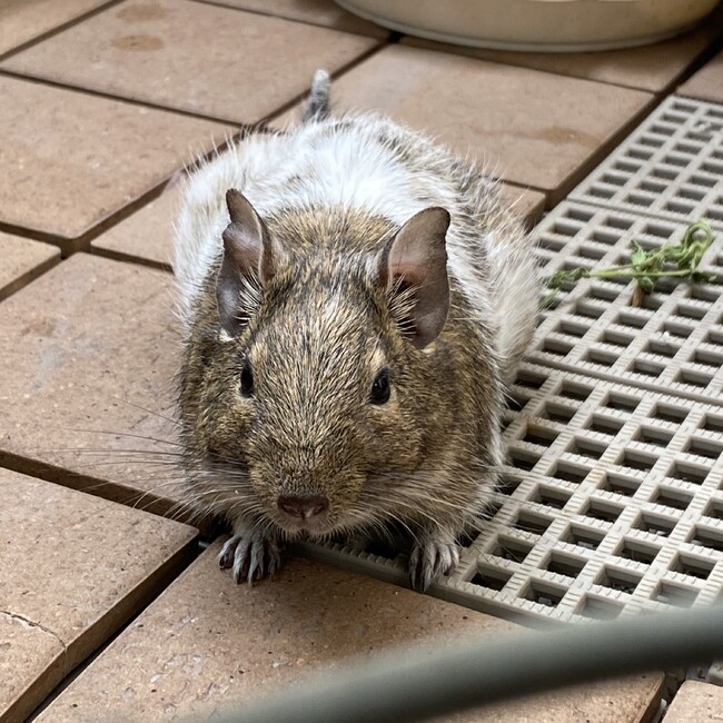 うっちゃんままのカバー写真
