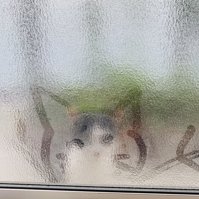 CherryUsabuのカバー写真