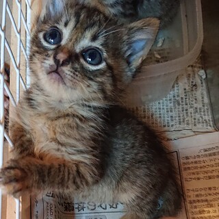 ちょっと臆病ですが実は甘えん坊な子猫です