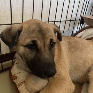 雑種・仔犬・オス 