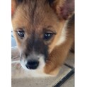お目々がまん丸の明るい美犬のラナちゃん