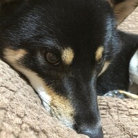 まめ吉